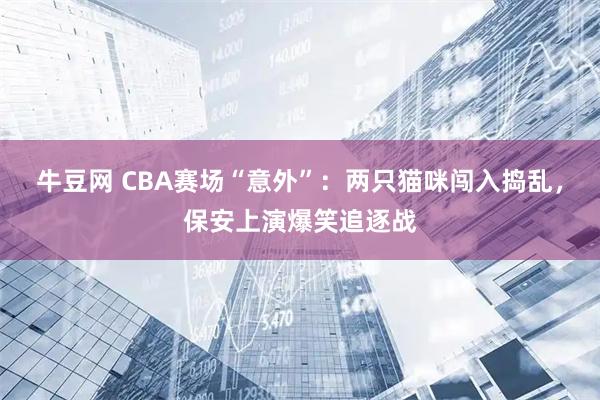 牛豆网 CBA赛场“意外”：两只猫咪闯入捣乱，保安上演爆笑追逐战